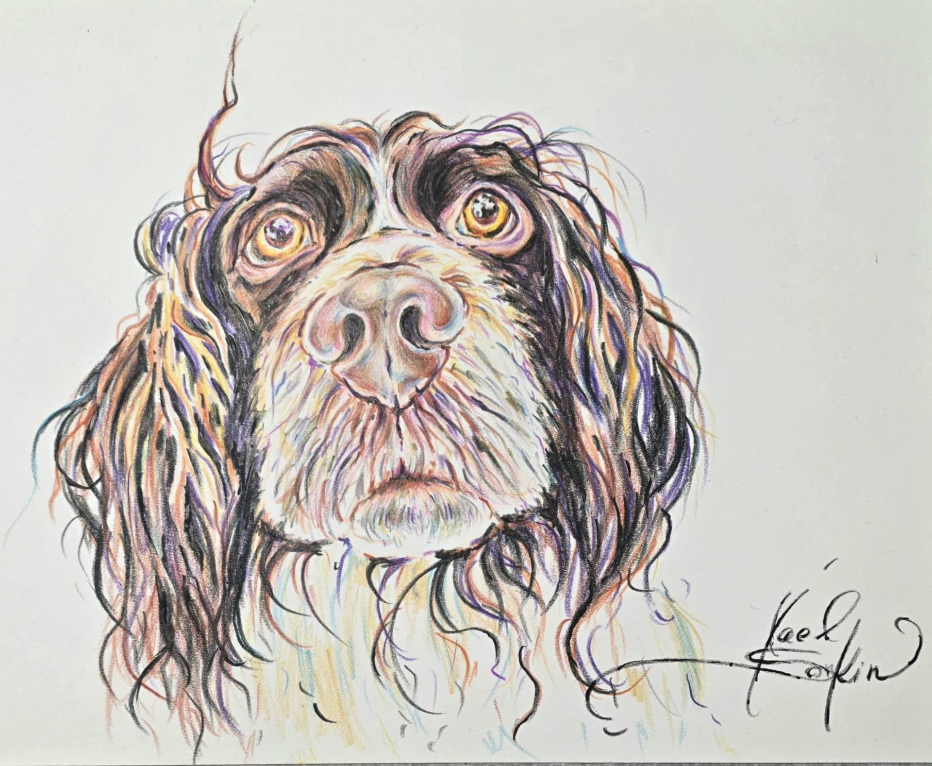 English Springer Spaniel portrait drawn with watercolor pencils, detailed dog face with expressive eyes and long wavy fur, original pet artwork on 9x12 inch paper by Yael Natali