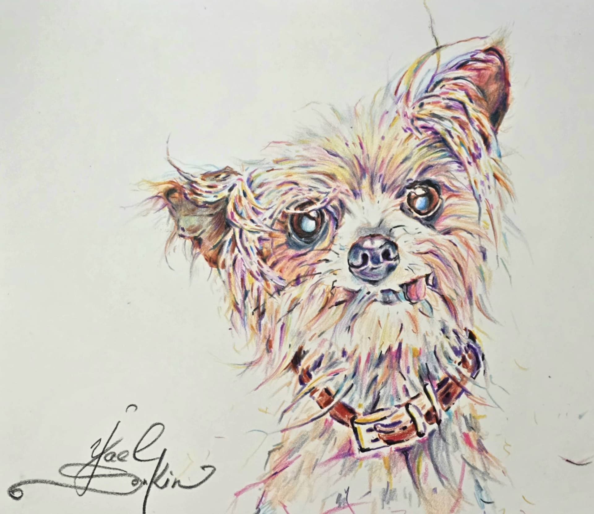 Original watercolor pencil drawing of a Yorkshire Terrier with expressive eyes, fluffy textured fur, and colorful strokes on white paper, 9x12 inch dog portrait by artist Yael