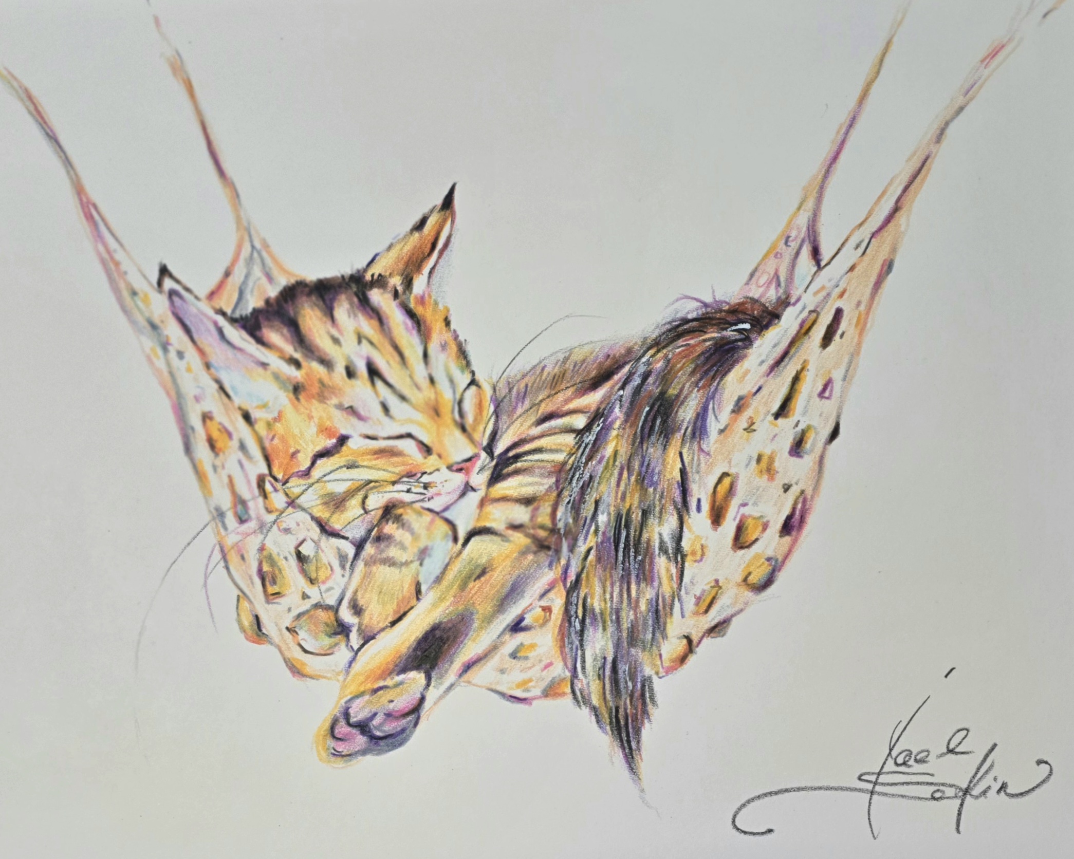 Watercolor pencil drawing of a sleeping kitten curled in a hammock, detailed soft fur, warm pastel colors, cute animal artwork on white background, 9×12 inch illustration