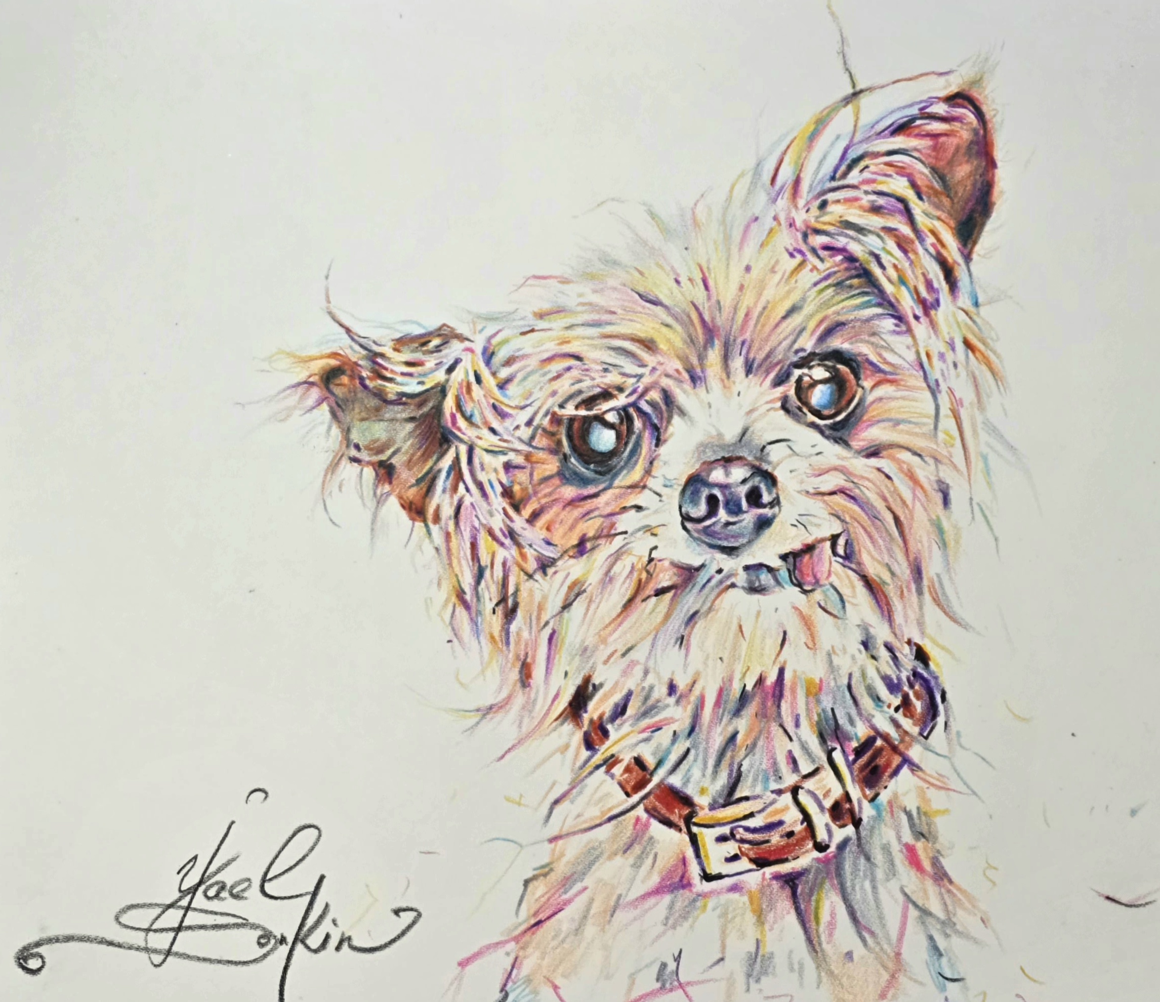 Original watercolor pencil drawing of a Yorkshire Terrier with expressive eyes, fluffy textured fur, and colorful strokes on white paper, 9x12 inch dog portrait by artist Yael
